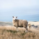Sermons from the Church of the Resurrection