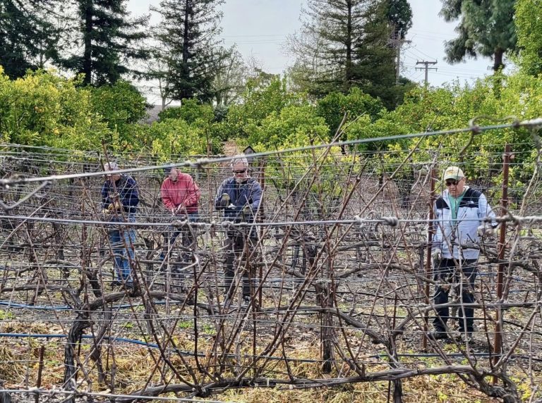 Trimming Vines