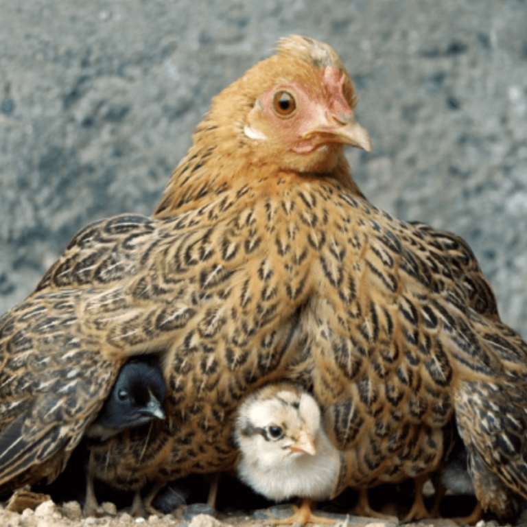 A fox, a hen, and a bunch of chicks